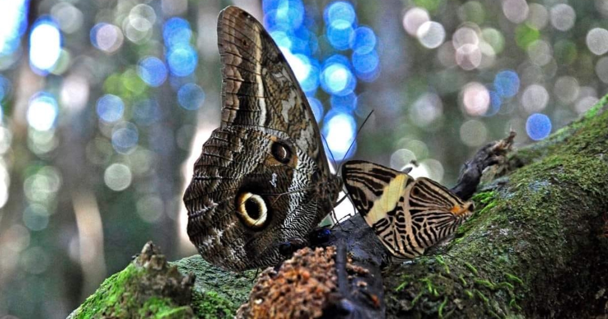 Fauna en el Parque Madidi (Foto: Mauricio Pacheco)